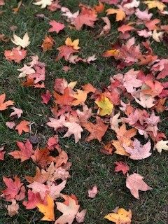 autumn_leaves
