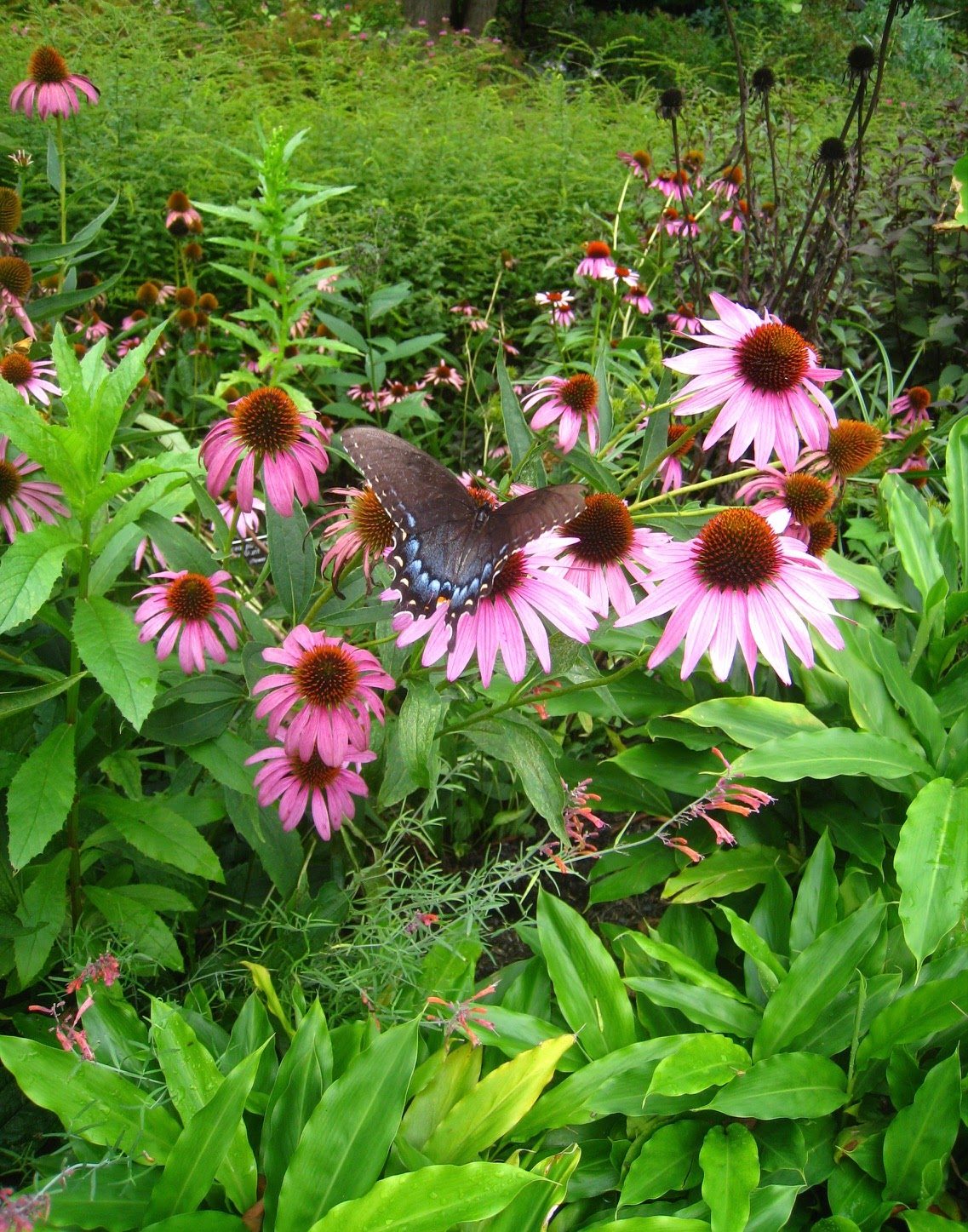 A Black Swallowtail butterfly lands on a Purple Coneflower, enjoying the nectar.