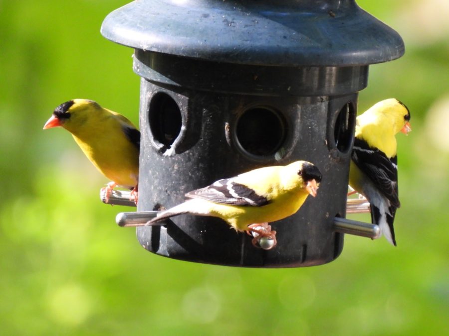 Three American Goldfinches (Spinus tristis) perch on a bird feeder, displaying how simple actions can promote wildlife.
