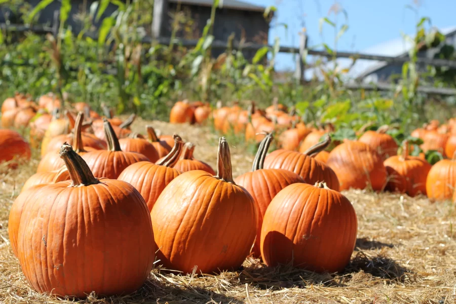Pumpkin patches filled with juicy pumpkins awaiting picking are all over Maryland!