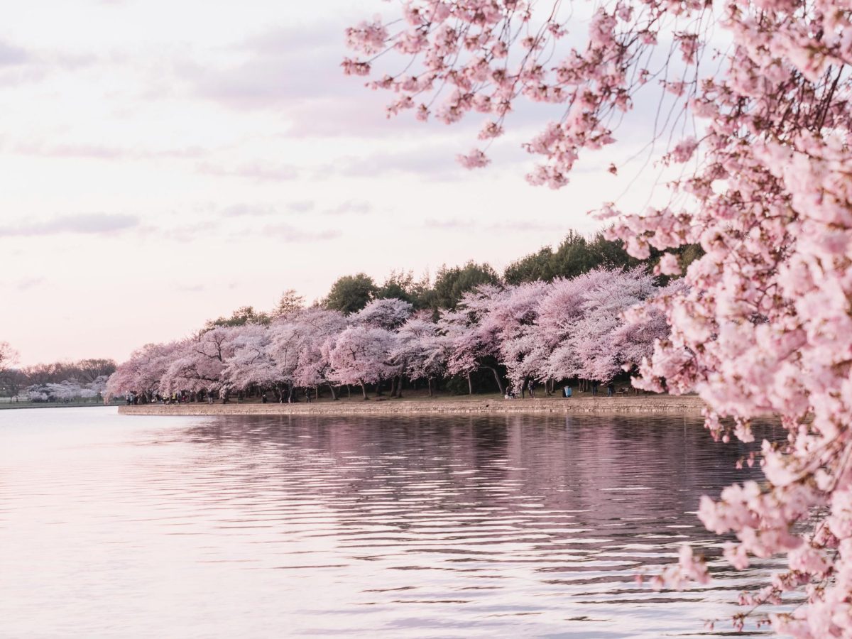 The Yoshino trees bloom as a living reminder of Japan’s gift of friendship to the United States.

Mark Tegethoff on Unsplash