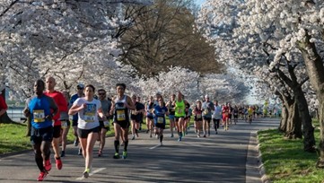 The Cherry Blossom 10 Mile & 5K, “Runner’s Rite of Spring,” that allows for runners to view the cherry blossoms.